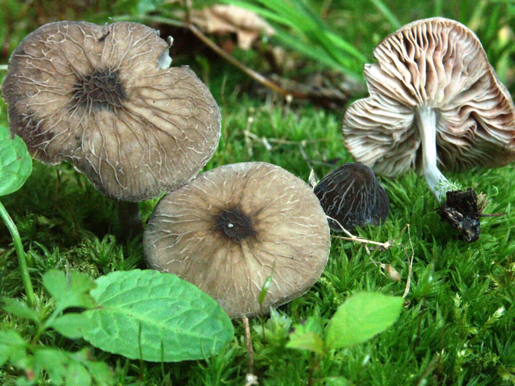 Balade guidée : “Les champignons…c’est pas sorcier!”
