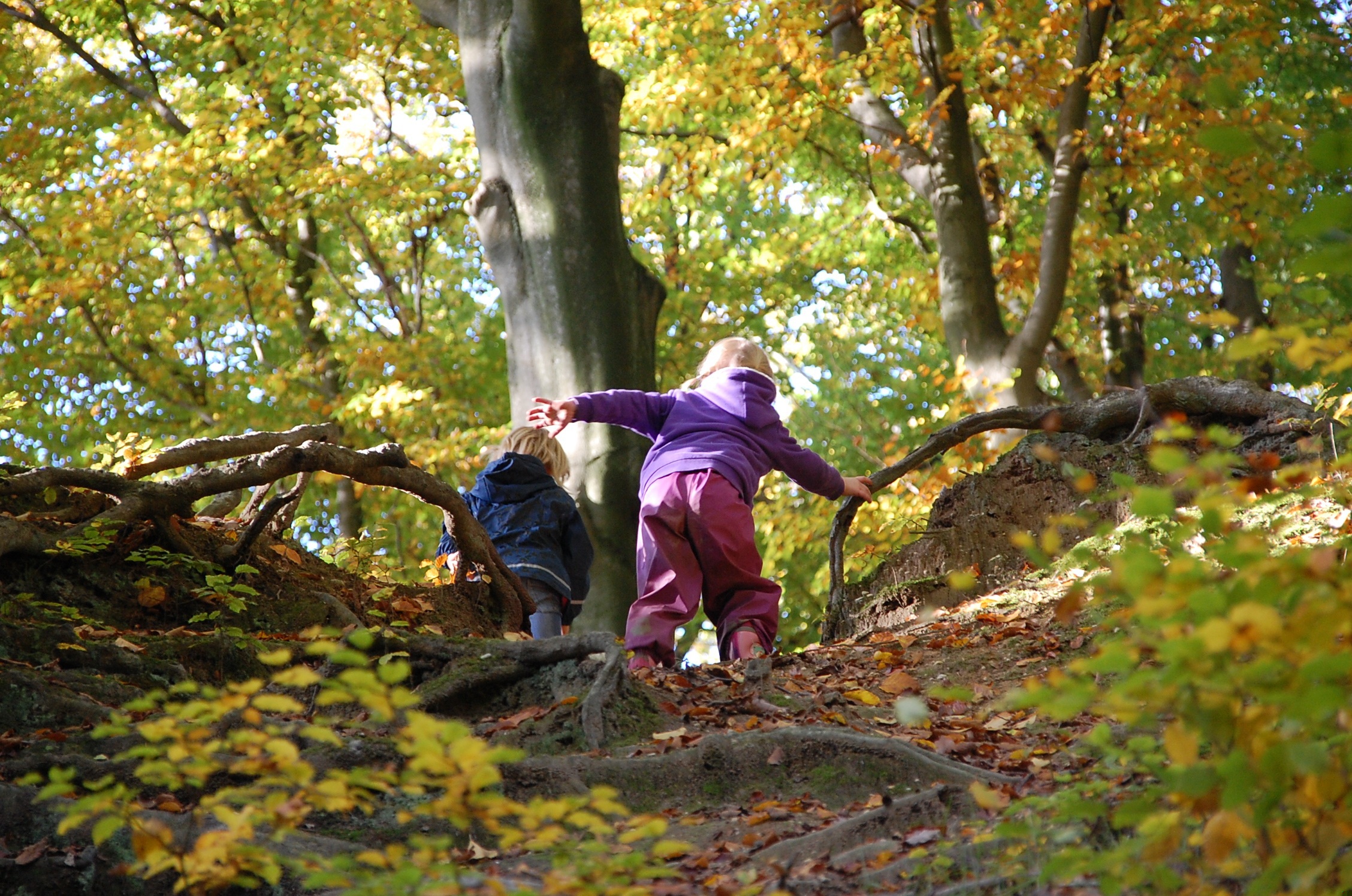 Stages d’automne