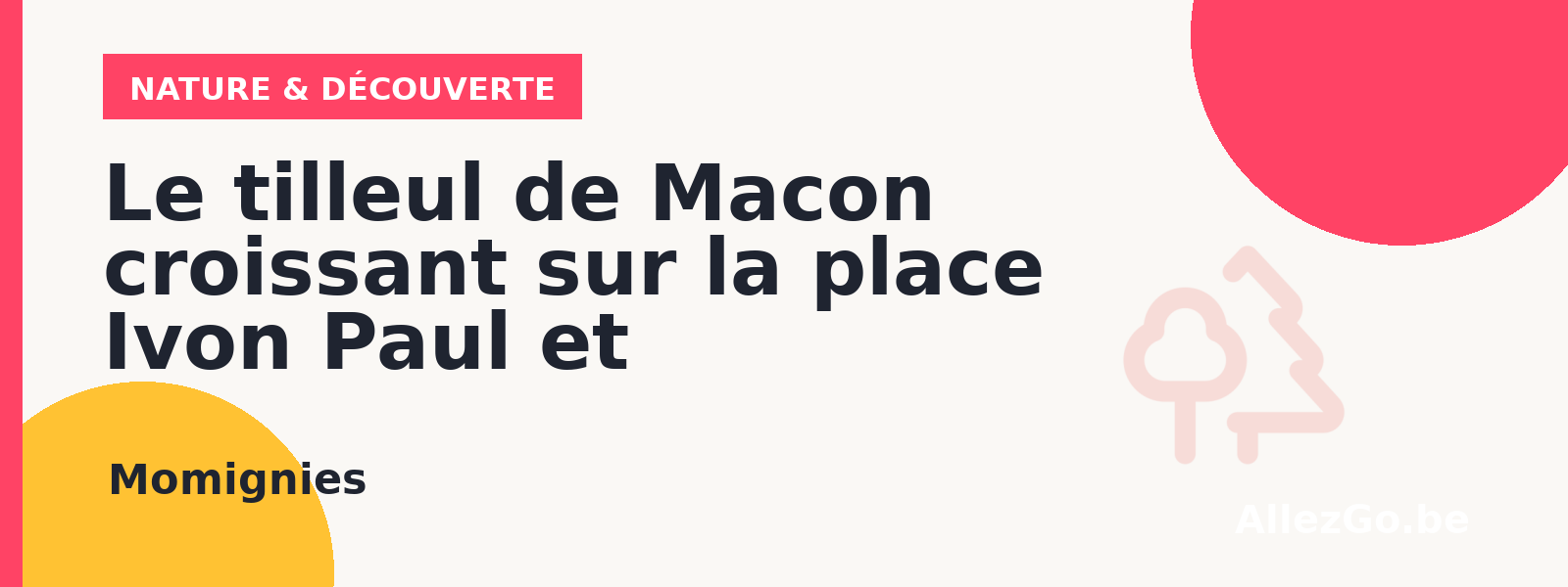 Le tilleul de Macon croissant sur la place Ivon Paul
